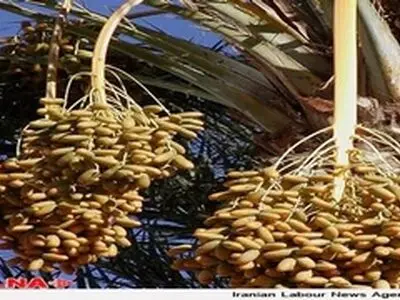 استانداردسازی خرما نیاز به بازنگری دارد