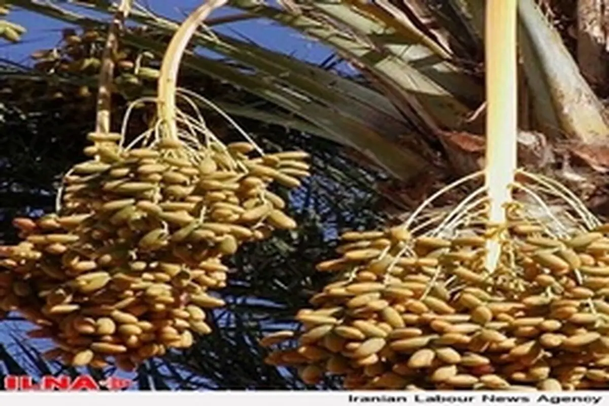 استانداردسازی خرما نیاز به بازنگری دارد