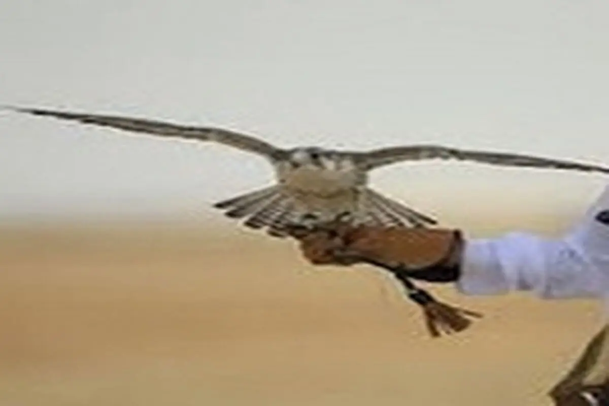 نجات ۶ قطعه پرنده شکاری از چنگ قاچاقچیان
