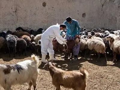 فاز دوم طرح واکسیناسیون بیماری تب برفکی در املش اجرا شد