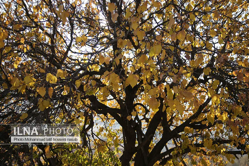 پاییز هزار رنگ کردستان 