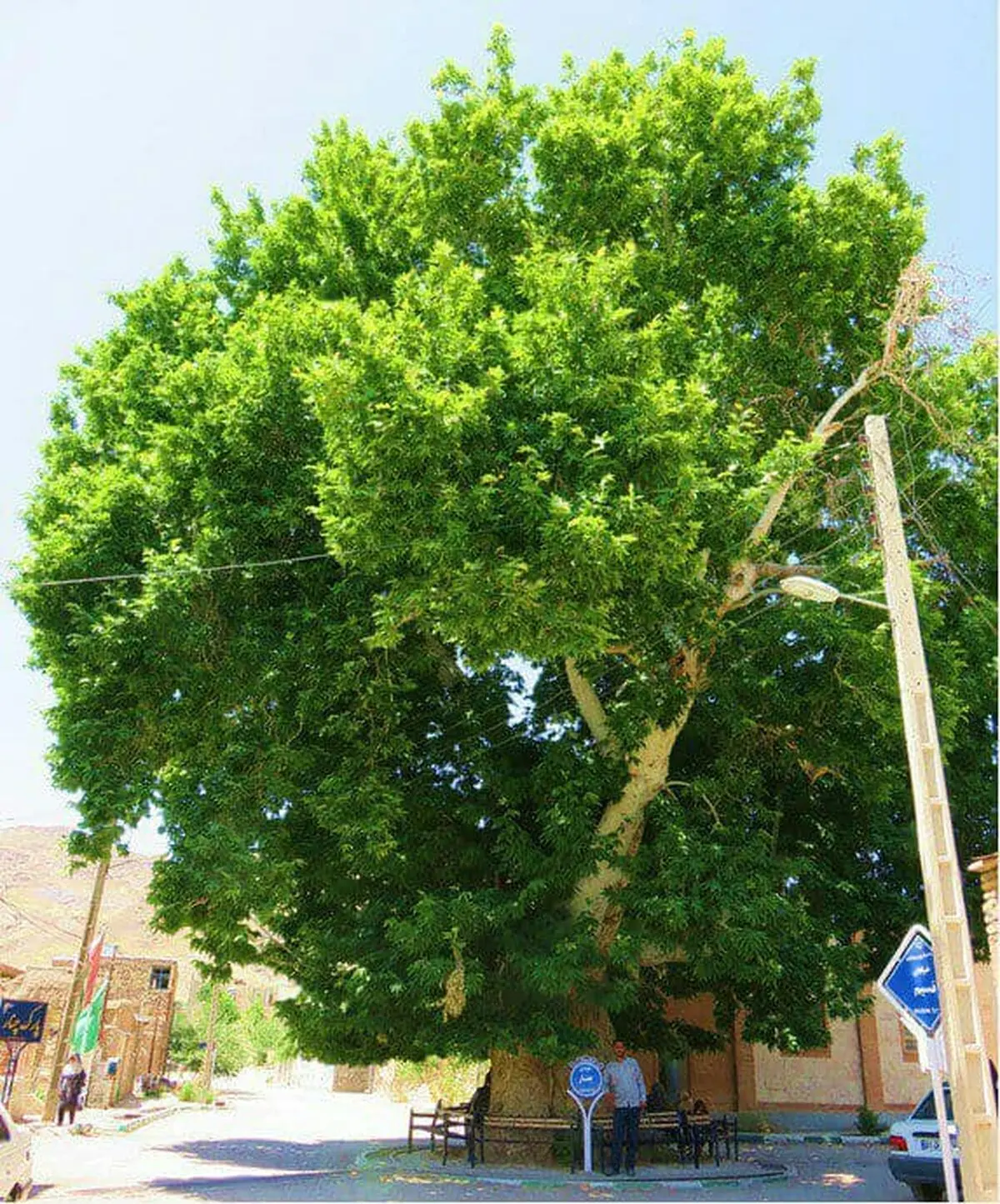 ثبت ملی درخت چنار کهنسال روستای روچی شهرستان گناباد 