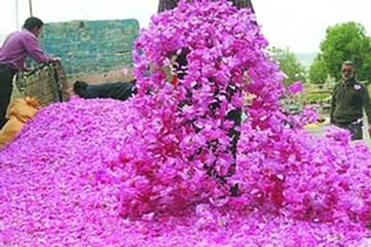 اولین شب از یازدهمین جشنواره گل و گلاب قمصر برگزار شد