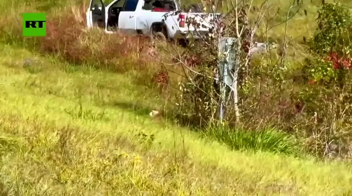 واژگونی خودرو حامل میمونهای مبتلا به ویروسهای خطرناک در آمریکا + فیلم