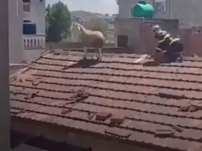 فرار گوسفند قربانی روی پشت‌بام ساختمان! + فیلم