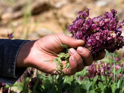 خشکسالی عامل کاهش ۱۱ درصدی سطح کشت گیاهان دارویی خراسان رضوی