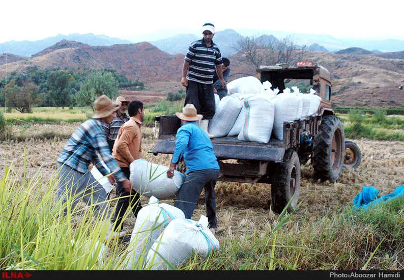 آخرین برداشت خوشه های طلایی برنج در "روستای پارودبار"رودبار گیلان