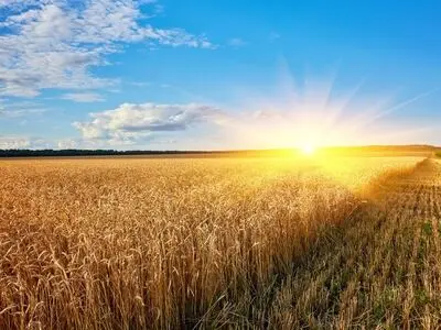 پرداخت ۹۲ درصد مطالبات گندمکاران گلستان بر مبنای قیمت ۱۱ هزار و ۵۰۰ تومان