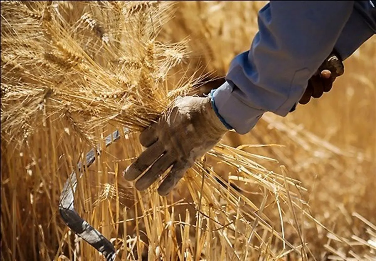 ۱۰۰ درصد مطالبات گندمکاران در خراسان رضوی پرداخت شد