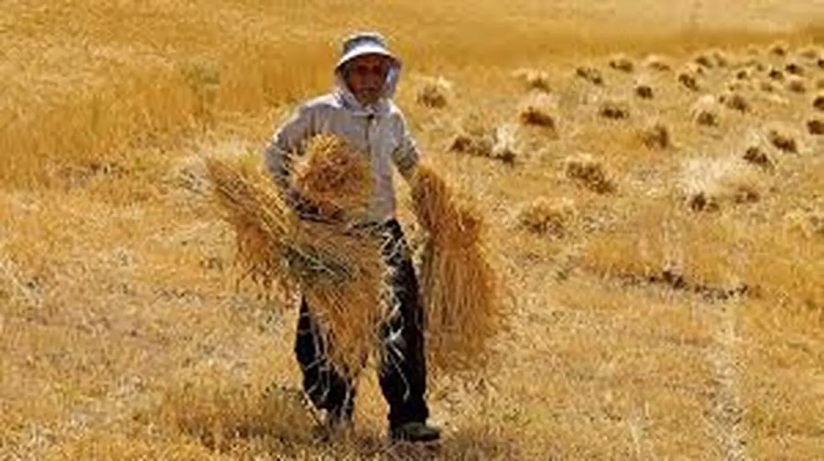 58 درصد مطالبات گندمکاران پرداخت نشده/ روی قیمت 17 هزار تومان پافشاری می کنیم

