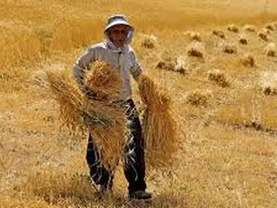 58 درصد مطالبات گندمکاران پرداخت نشده/ روی قیمت 17 هزار تومان پافشاری می کنیم

