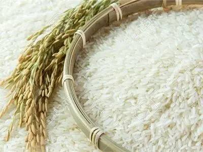برنج شهید هسته ای ضامن خودکفایی در محصول استراتژیک کشور