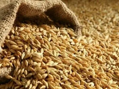 محصولات کشاورزی البرز از مرز 80 هزار تن می‌گذرد