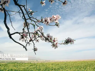 شکوفه های بهاری مهارلو