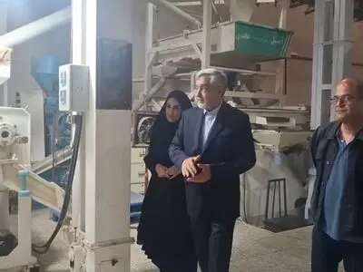 افزایش ۵ درصدی تولید شلتوک در شهرستان رشت