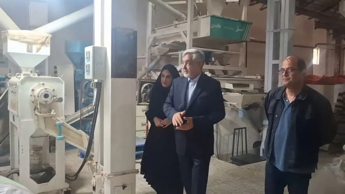 افزایش ۵ درصدی تولید شلتوک در شهرستان رشت