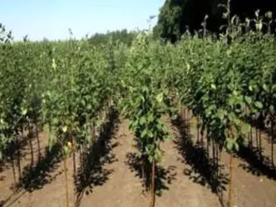 اختصاص ۱۷/۵ میلیارد‌ ریال یارانه برای تولید کنندگان نهال و باغداران آذربایجان غربی / بیش از ۷ میلیون اصله پایه و نهال در استان تولید شد