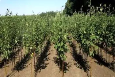 اختصاص ۱۷/۵ میلیارد‌ ریال یارانه برای تولید کنندگان نهال و باغداران آذربایجان غربی / بیش از ۷ میلیون اصله پایه و نهال در استان تولید شد