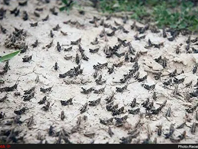 سمپاشی ۴۷۰۰ هکتار از اراضی کشاورزی رودبار برای مبارزه با ملخ مراکش