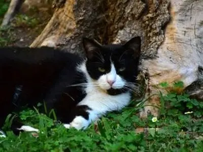 سفر ۵ ماهه گربه زبل از اسپانیا به فرانسه