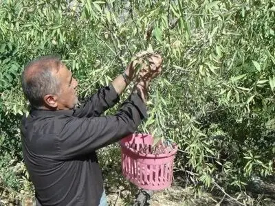 برداشت بیش از ۱۰۰۰ تن بادام از باغ‌های آذربایجان‌غربی