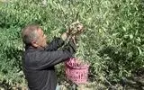 برداشت بیش از ۱۰۰۰ تن بادام از باغ‌های آذربایجان‌غربی