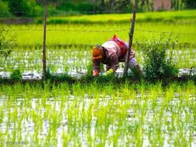 نشای ۶۲ درصد از شالیزار‌های گیلان