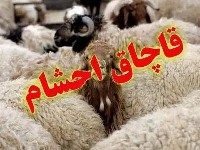 کشف 116 راس دام قاچاق در مرزهای آذربایجان غربی