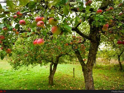 کاهش 30 درصدی صادرات سیب از آذربایجان غربی/ تعهد پیمان‌سپاری ارزی، سد محکم صادرات است