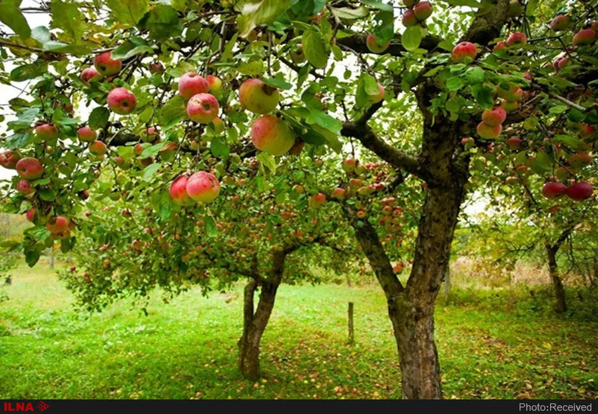 کاهش 30 درصدی صادرات سیب از آذربایجان غربی/ تعهد پیمان‌سپاری ارزی، سد محکم صادرات است