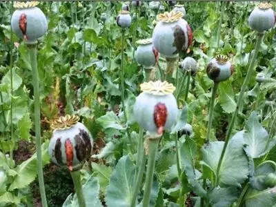 معدوم سازی سه مزرعه بزرگ کشت خشخاش در شهرستان حمیدیه 