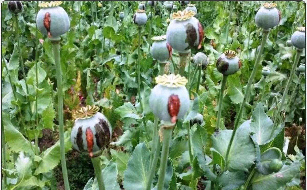 کشف مزرعه خشخاش در دنا