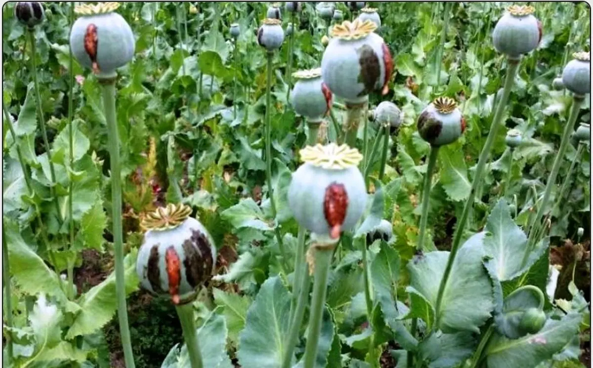 معدوم سازی سه هزار مترمربع کشت غیرقانونی خشخاش در دزفول