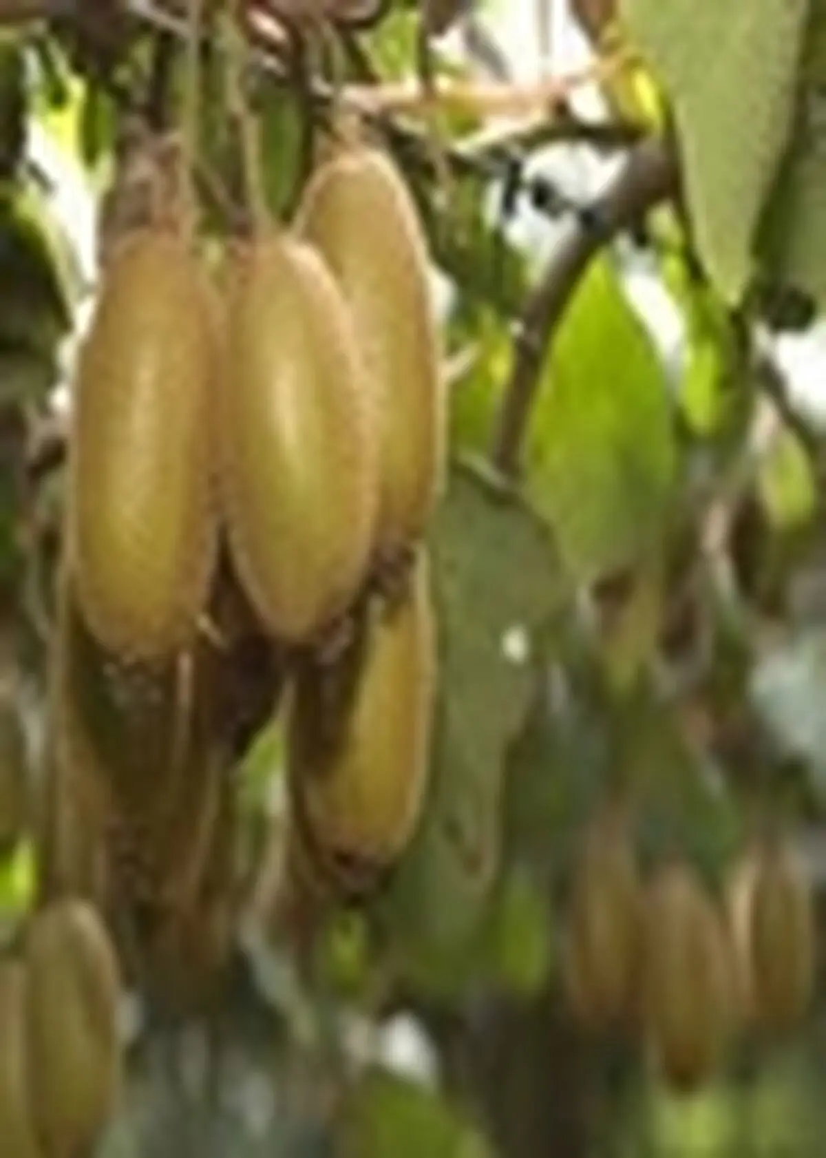 صادرات کیوی مازندران ۱۳ درصد رشد داشت