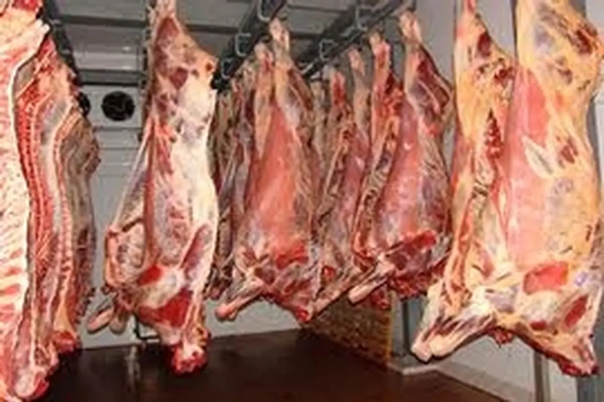 لاشه‌های دام آلوده به بیماری تب مالت در پلدختر معدوم شدند