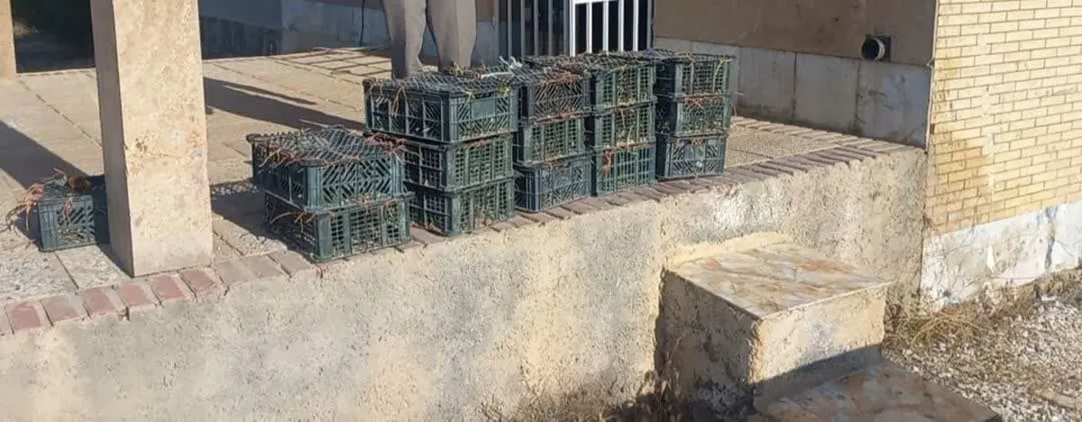کشف و ضبط یک توله خرس سیاه و تعداد ۴۷۴ قطعه پرنده نابالغ مرغ مینا در بختگان 