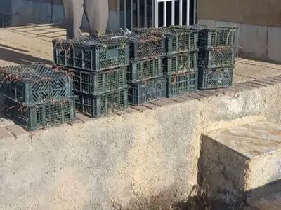 کشف و ضبط یک توله خرس سیاه و تعداد ۴۷۴ قطعه پرنده نابالغ مرغ مینا در بختگان 