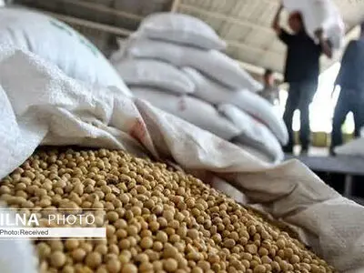  آغاز ثبت سفارش کنجاله برای تأمین خوراک دام 