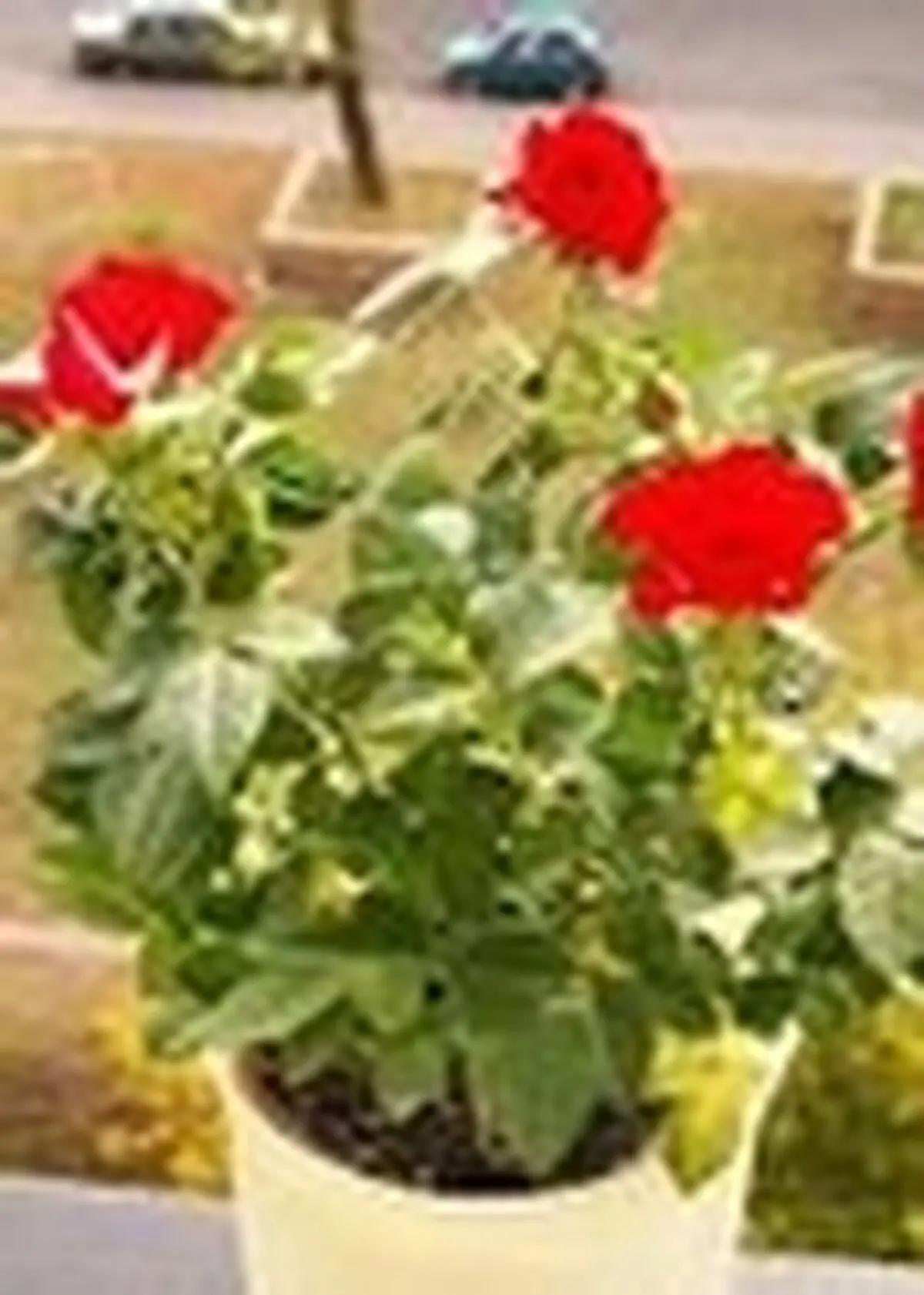 طرح گل‌آرایی مدارس در مازندران اجرا می‌شود