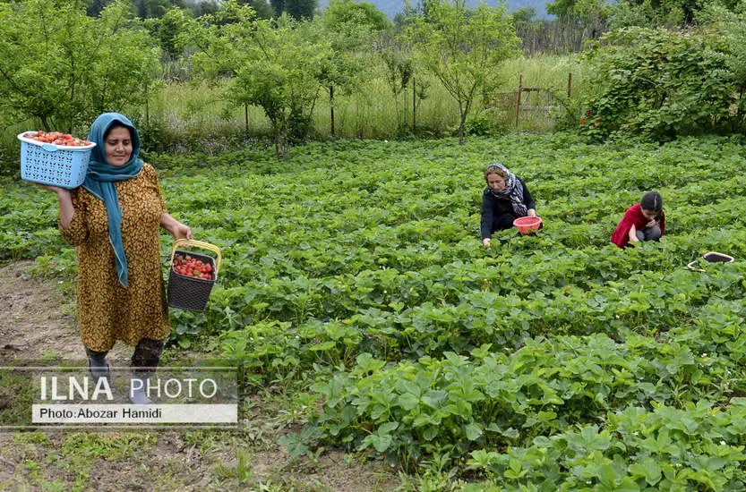  برداشت توت فرنگی در روستای سی دشت رودبار 