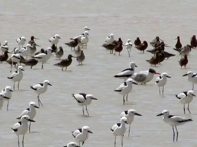 برگزاری جلسه ستاد پیشگیری از آنفلونزای فوق حاد پرندگان در شوشتر
