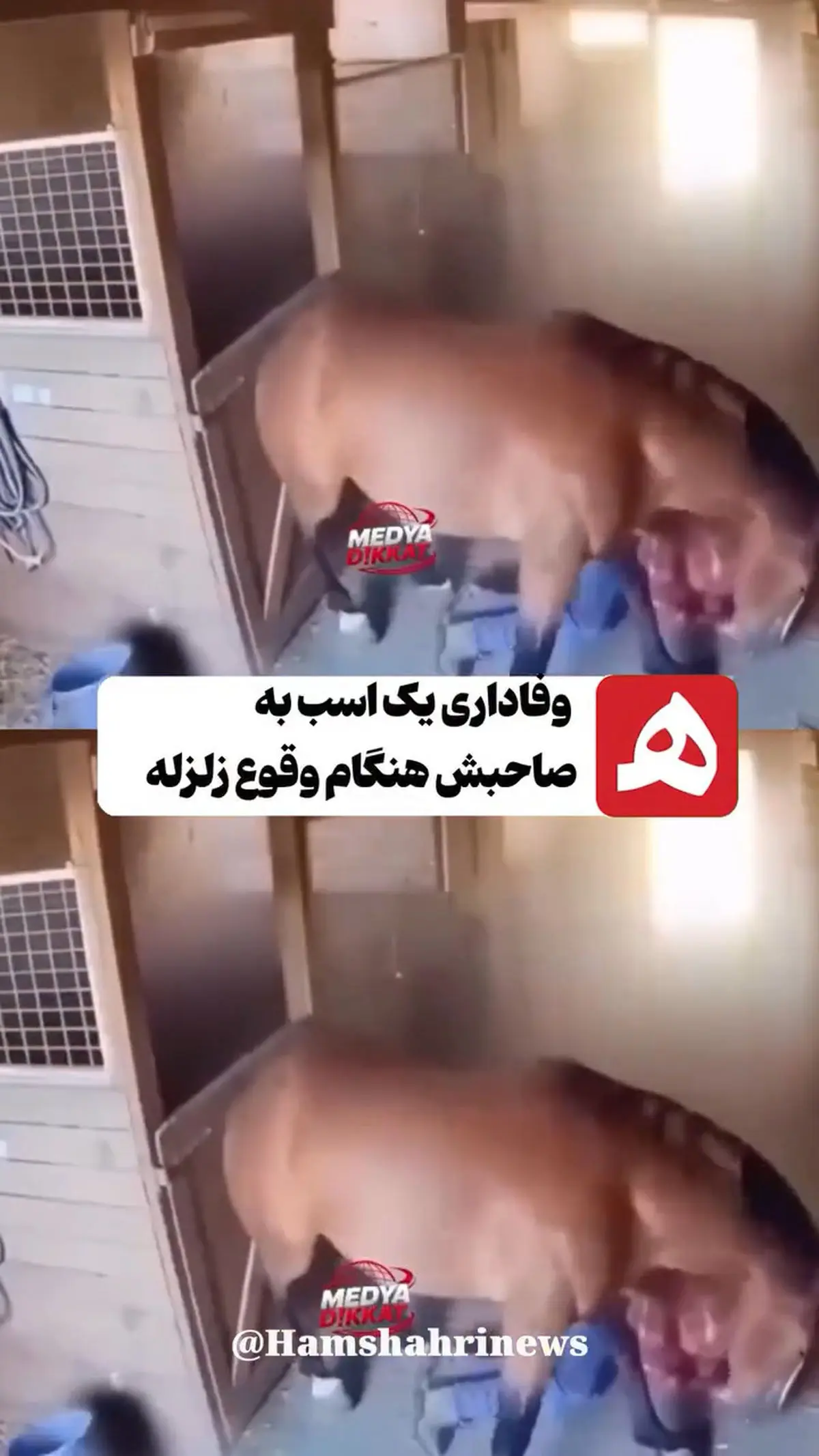این حرکت عجیب اسب در زلزله ۷.۴ ریشتری ژاپن همه را حیرت زده کرد! + فیلم