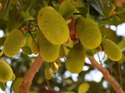 Everything you need to know about Spanish jackfruit