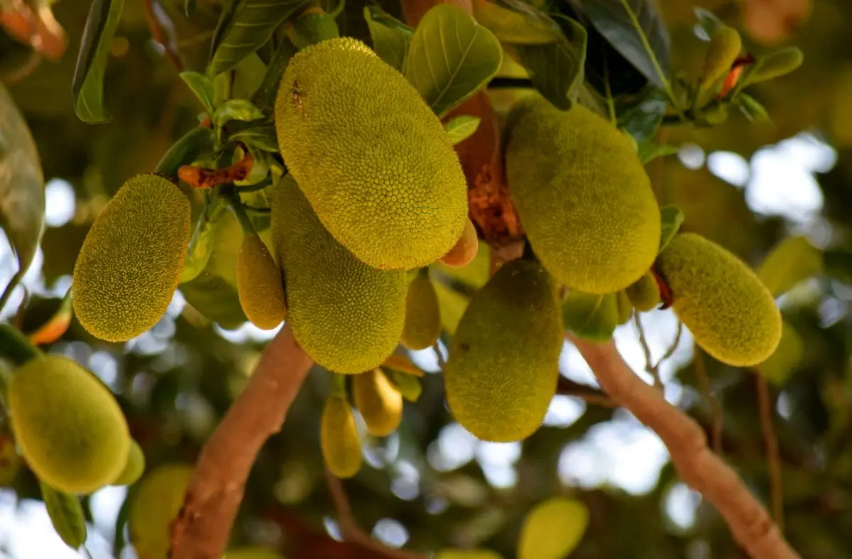 Everything you need to know about Spanish jackfruit