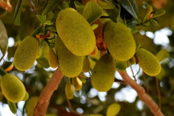 Everything you need to know about Spanish jackfruit