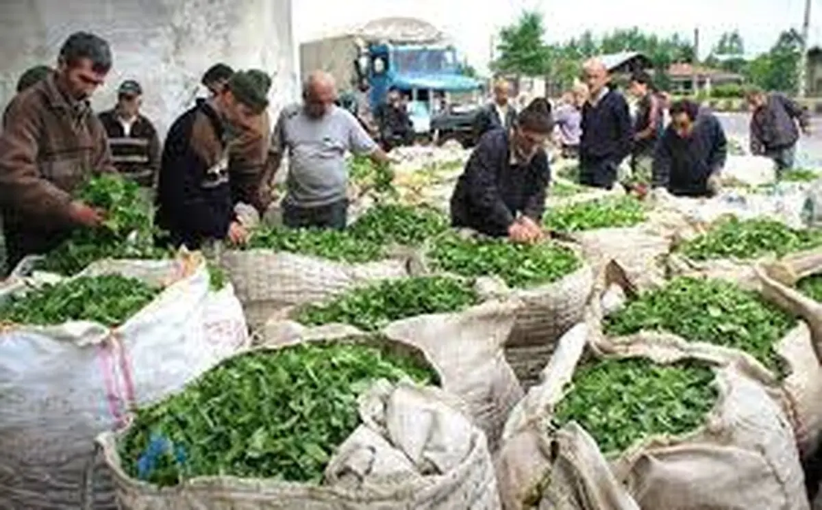 پرداخت بخشی از مطالبات چایکاران شمال