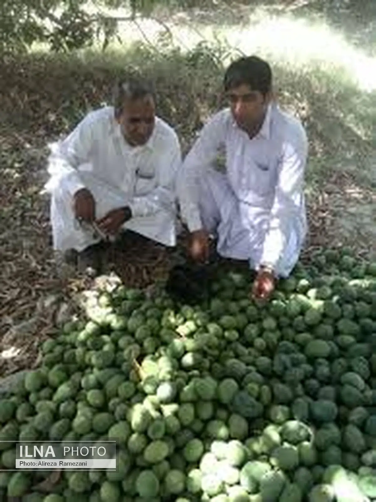 سیستان و بلوچستان دارای ظرفیت مناسب کشاورزی برای همکاری با عمان