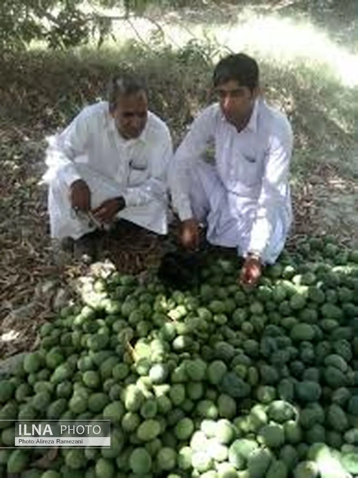 سیستان و بلوچستان دارای ظرفیت مناسب کشاورزی برای همکاری با عمان