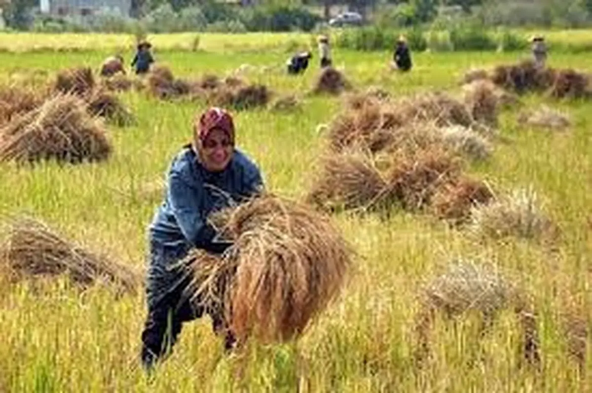پایان برداشت دانه های برنج در گیلان
