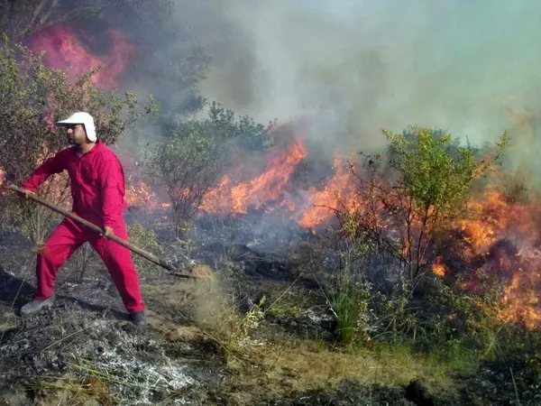 آتش سوزی در ۱۰ هکتار از اراضی میانکاله